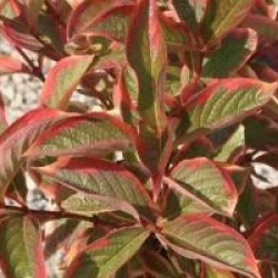 Weigela 'Kosteriana Variegata'
