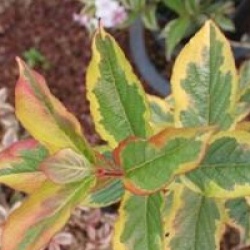 Weigela 'Kosteriana Variegata'