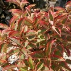 Weigela 'Kosteriana Variegata'