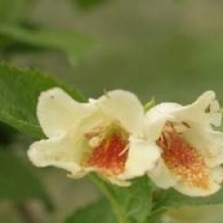 Weigelia � fleurs jaunes