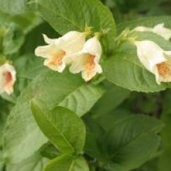 Weigela middendorffiana 
