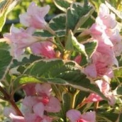 Weigela 'Nana Variegata'