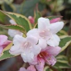 Weigela 'Nana Variegata'