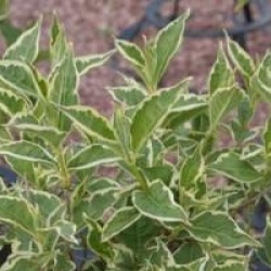 Weigela 'Nana Variegata'
