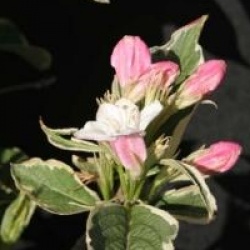 Weigela 'Nana Variegata'