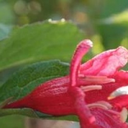 Weigela 'Red Prince'