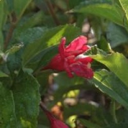 Weigela 'Red Prince'