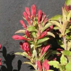 Weigela 'Red Prince'
