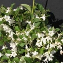 Weigela 'Snowflake' - Weigela blanc