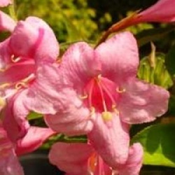 Weigela 'Stelzneri'