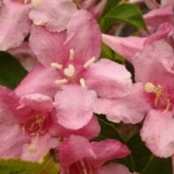 Weigela 'Stelzneri'