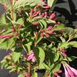 Weigela 'Stelzneri'