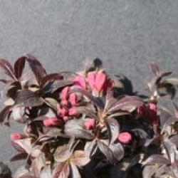 Weigela nain Minor Black