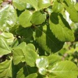 Azara serrata  - Azara serrata