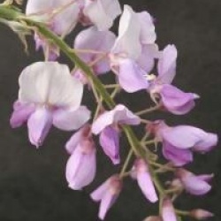Wisteria 'Caroline'