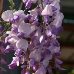 Wisteria 'Caroline'