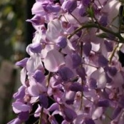 Wisteria 'Caroline'