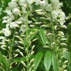 Wisteria floribunda 'Alba' - Glycine du Japon blanche
