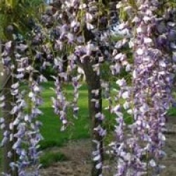 Wisteria floribunda 'Macrobotrys'