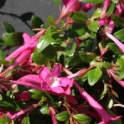 Abelia floribunda