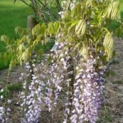Wisteria floribunda 'Macrobotrys'