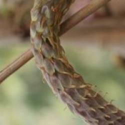 Wisteria floribunda 'Macrobotrys'