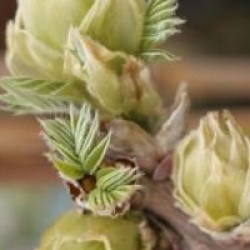 Wisteria floribunda 'Macrobotrys'