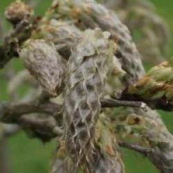 Wisteria floribunda 'Macrobotrys'