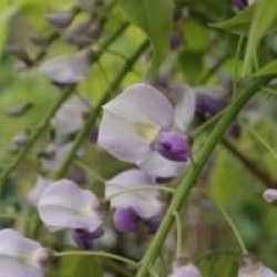 Wisteria floribunda 'Macrobotrys'