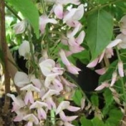 Wisteria floribunda 'Rosea' - Glycine du Japon rose