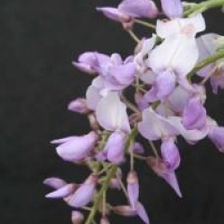 Wisteria floribunda 'Royal Purple'