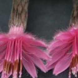 Barnadesia spinosa - Barnadesie �pineuse