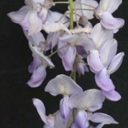 Wisteria sinensis - Glycine de Chine bleu