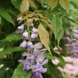 Wisteria sinensis