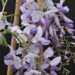 Wisteria sinensis