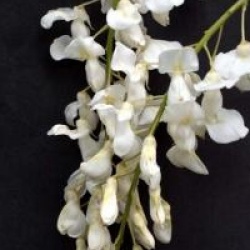 Wisteria sinensis 'Alba' - Glycine de Chine blanche