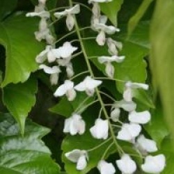 Wisteria sinensis 'Alba'