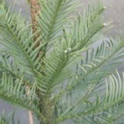 Wollemia nobilis