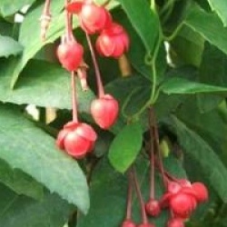 Berberidopsis corallina