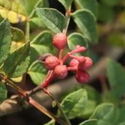 Zanthoxylum simulans