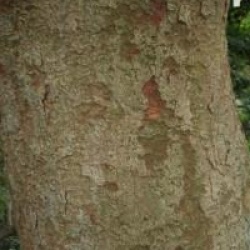 Zelkova serrata - Orme du Japon