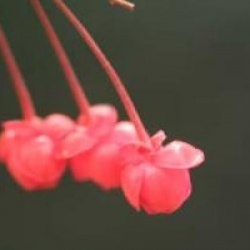 Berberidopsis corallina 