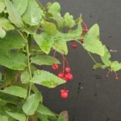 Berberidopsis corallina 
