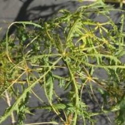 Aesculus hippocastanum 'Laciniata' - Pavier � feuilles lacini�es