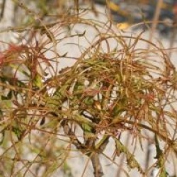 Aesculus hippocastanum 'Laciniata'