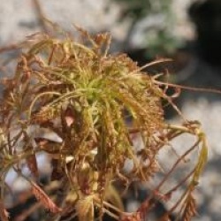 Aesculus hippocastanum 'Laciniata'