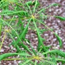 Aesculus hippocastanum 'Laciniata'