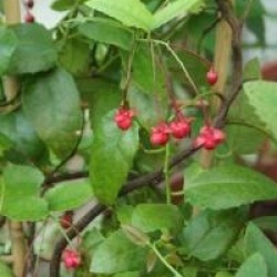 Berberidopsis corallina 