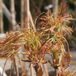 Aesculus hippocastanum 'Laciniata'