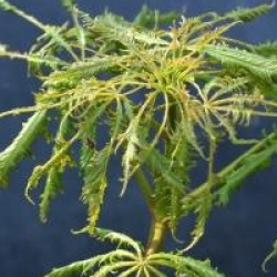 Aesculus hippocastanum 'Laciniata'